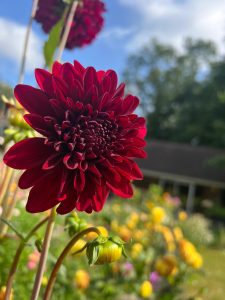 Dahlia